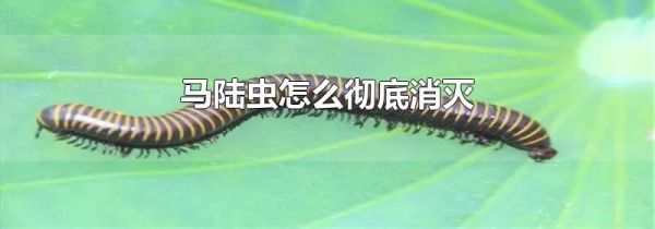 马陆虫怎么彻底消灭