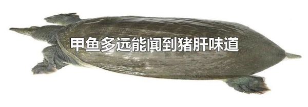 甲鱼多远能闻到猪肝味道