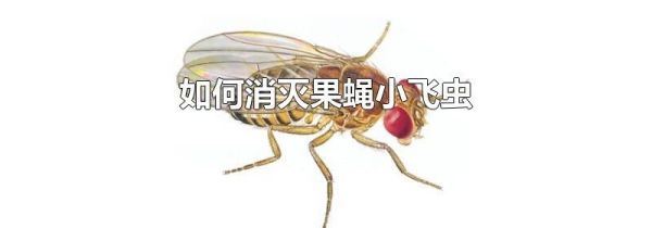 如何消灭果蝇小飞虫