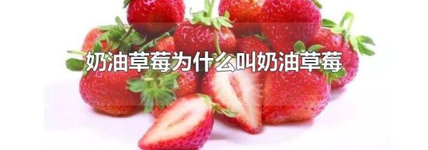 奶油草莓为什么叫奶油草莓