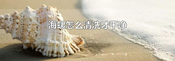 海螺怎么清洗才干净