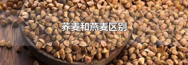 荞麦和燕麦区别