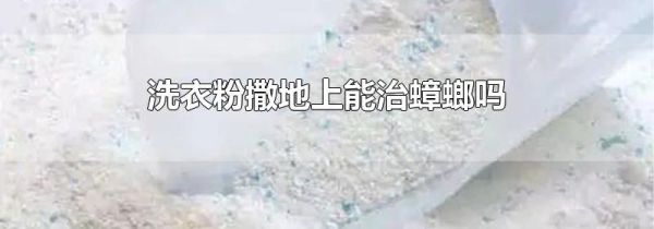 洗衣粉撒地上能治蟑螂吗