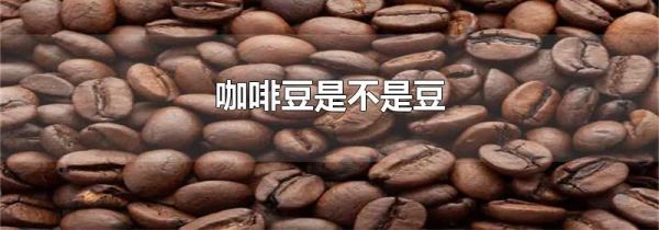 咖啡豆是不是豆
