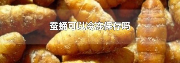 蚕蛹可以冷冻保存吗