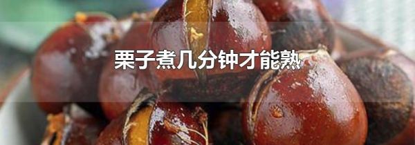 栗子煮几分钟才能熟