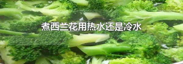 煮西兰花用热水还是冷水