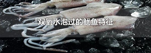 双氧水泡过的鱿鱼特征