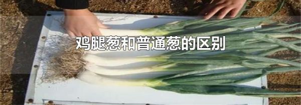 鸡腿葱和普通葱的区别