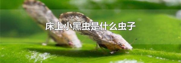 床上小黑虫是什么虫子