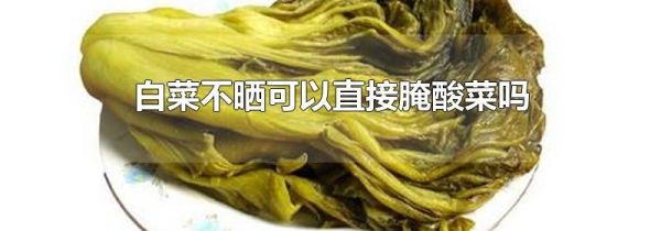 白菜不晒可以直接腌酸菜吗