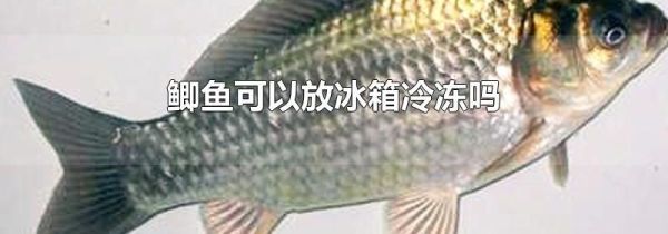 鲫鱼可以放冰箱冷冻吗