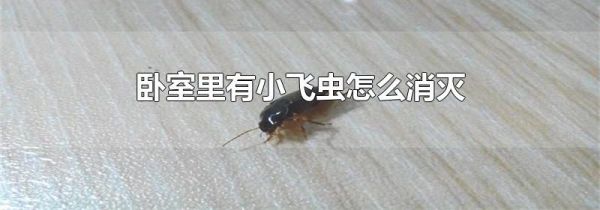 卧室里有小飞虫怎么消灭