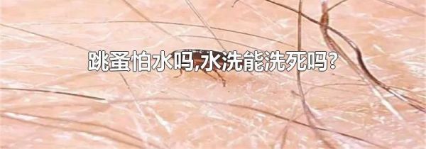 跳蚤怕水吗,水洗能洗死吗?