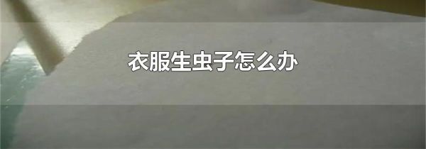 衣服生虫子怎么办