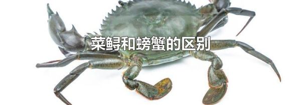 菜鲟和螃蟹的区别
