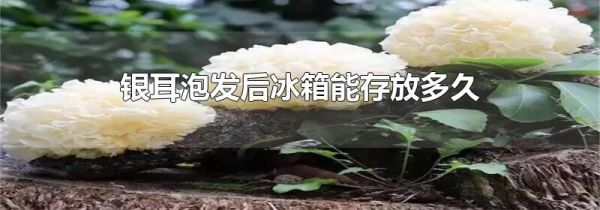 银耳泡发后冰箱能存放多久