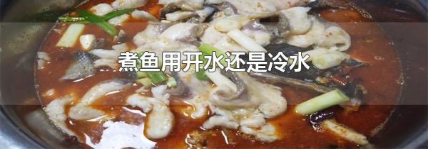 煮鱼用开水还是冷水