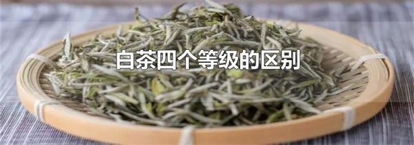 白茶四个等级的区别