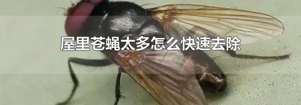 屋里苍蝇太多怎么快速去除