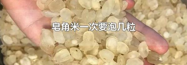 皂角米一次要泡几粒