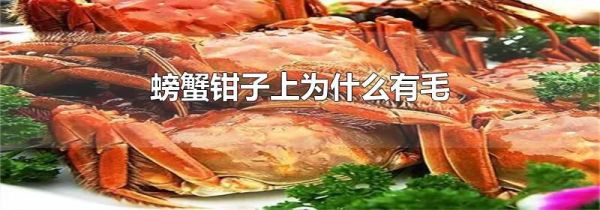螃蟹钳子上为什么有毛