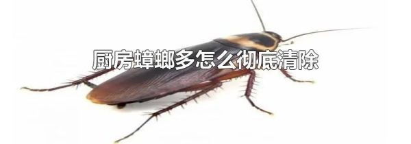 厨房蟑螂多怎么彻底清除