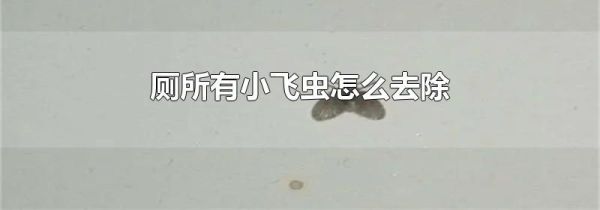 厕所有小飞虫怎么去除