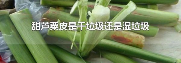 甜芦粟皮是干垃圾还是湿垃圾