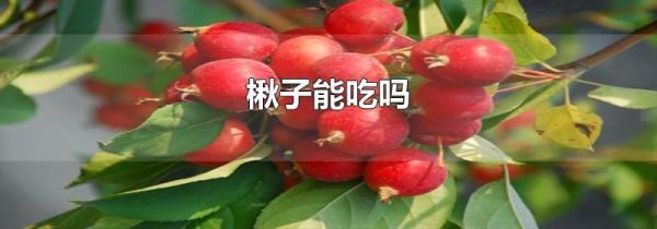 楸子能吃吗