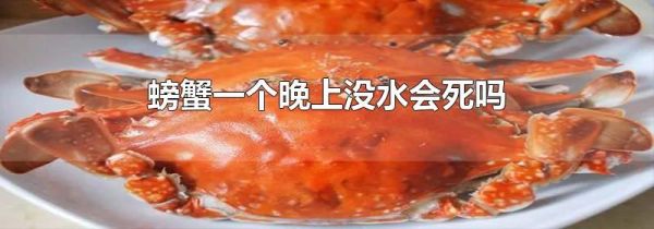 螃蟹一个晚上没水会死吗