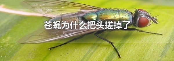 苍蝇为什么把头搓掉了