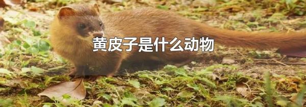 黄皮子是什么动物