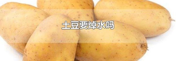 土豆要焯水吗