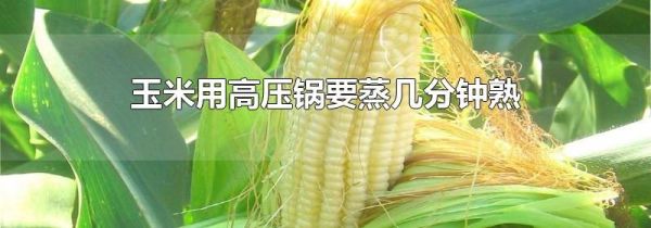 玉米用高压锅要蒸几分钟熟