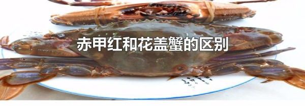 赤甲红和花盖蟹的区别
