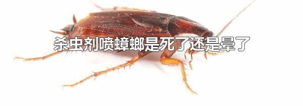 杀虫剂喷蟑螂是死了还是晕了