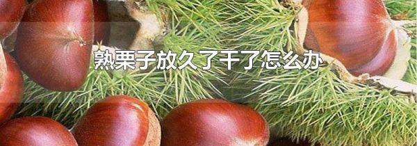 熟栗子放久了干了怎么办