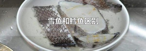 雪鱼和鳕鱼区别