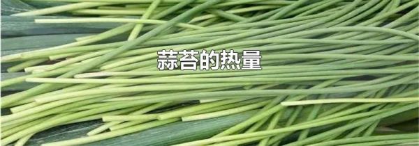 蒜苔的热量