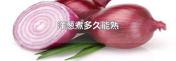 洋葱煮多久能熟