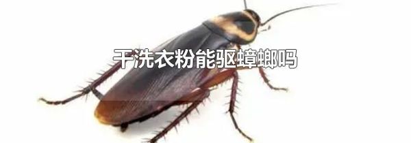 干洗衣粉能驱蟑螂吗