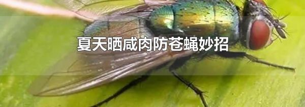 夏天晒咸肉防苍蝇妙招