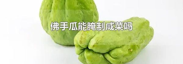佛手瓜能腌制咸菜吗