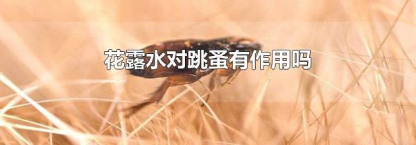 花露水对跳蚤有作用吗