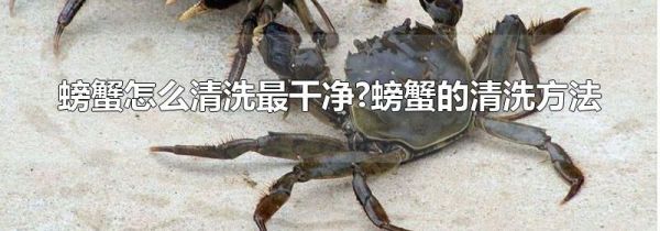 螃蟹怎么清洗最干净?螃蟹的清洗方法
