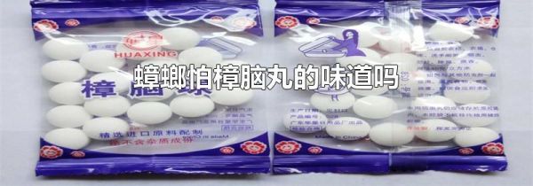 蟑螂怕樟脑丸的味道吗