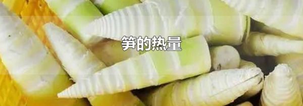 笋的热量