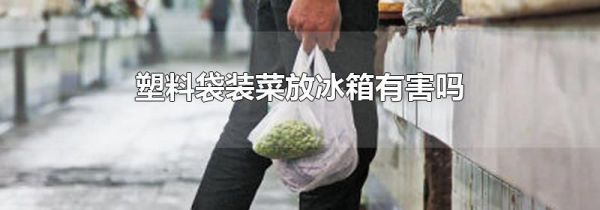 塑料袋装菜放冰箱有害吗