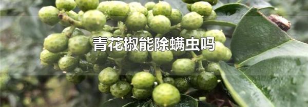 青花椒能除螨虫吗